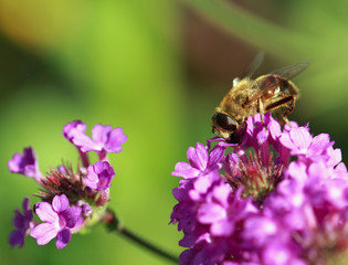 Honey bee feeding on a purple verbena flower
