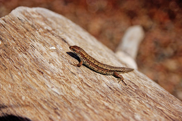 Lizard