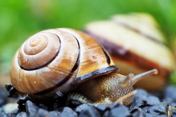 snails