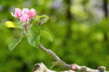 Apple Blossom on a single stem with a natural bloke green garden background