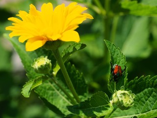 sunflower scarab 