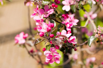 Vibrant Apple Blossom in full bloom