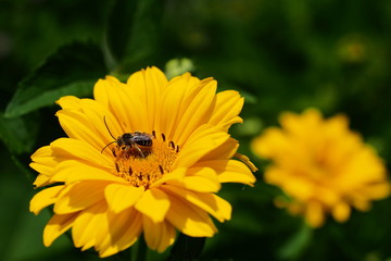 yellow flower bee