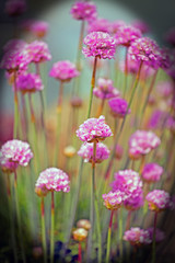 bunch of pink chives growing with a natural background setting