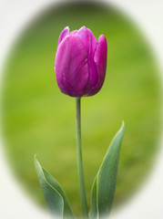 Single stem purple tulip with a natural green background