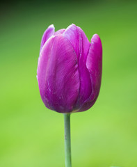 Close up of a purple single stem purple tulip with a natural green background © paula