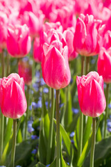 Bed of brightly coloured pink tulips in full bloom 