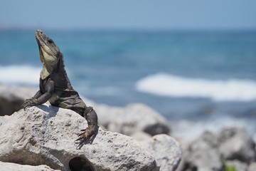 iguana near the sea