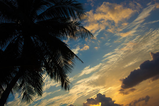 Beautiful sunrise shooting through the palm 