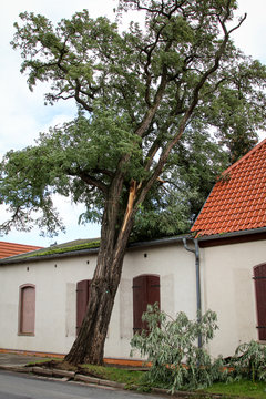 Sturmschaden, Baum auf Haus gestürzt 