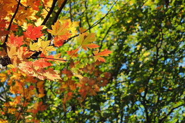 autumn colos