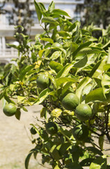 Fototapeta na wymiar Mandarin tree with fruits.