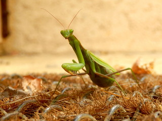 Praying Mantis on a doormat