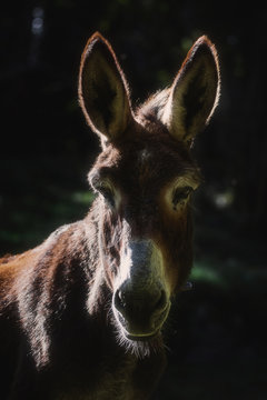 Âne (Donkey)