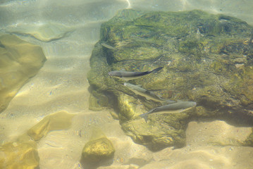 Fish in the transparent ocean water.