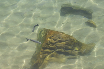 Obraz premium Fish in the transparent ocean water.