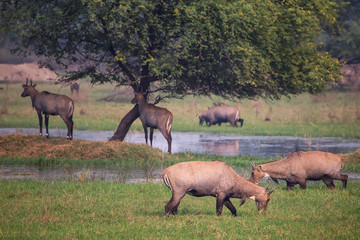 Nilgai antelopes (Boselaphus tragocamelus) in Keoladeo Ghana National Park, Bharatpur, India