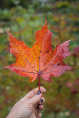 кленовый лист