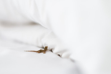 Little lizard in white bed