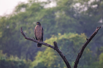 Crested serpent eagle (Spilornis cheela)sitting on a tree in Keoladeo Ghana National Park, Bharatpur, India