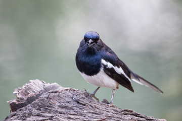 Oriental magpie-robin (Copsychus saularis) sitting on a tree in Keoladeo Ghana National Park, Bharatpur, India