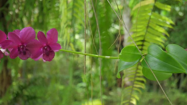Crimson Orchid in green garden