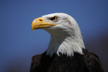 Weißkopfseeadler mit stolzem Blick vor blauem Himmel