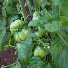 Unripe tomatoes on bush