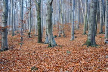 Las w listopadzie