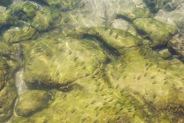 Fish in the transparent ocean water.