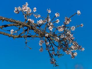 Almond blossoms