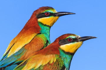 happy couple colored birds against the sky