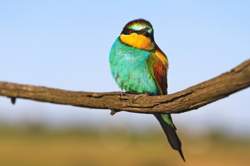 wild bird with colorful plumage sits on a dry branch
