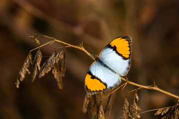 Naklejka premium White orange tip butterfly