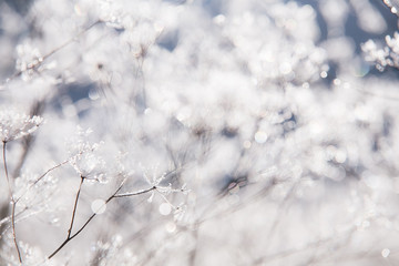 Winterstimmung mit Frost im Feld