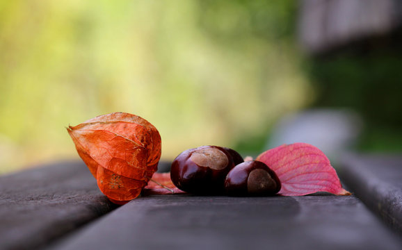 Stilleben mit Kastanien und Physalis