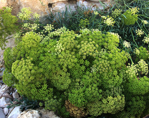 Crithmum maritimun en fleur à divers stades d'épanouissement