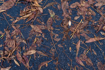 Autumn leaves puddle of blue asphalt