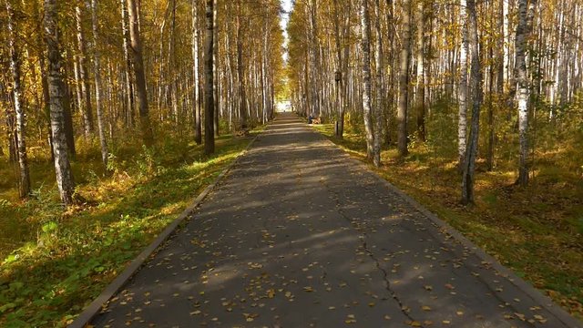 Empty alley in city park. Yellow leaves or leaf on birch. Golden autumn nice scene.
