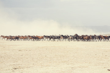 plain with beautiful horses in sunny summer day in Turkey. Horse herd run fast in desert dust against dramatic sunset sky. 