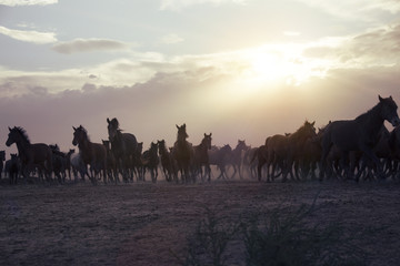 plain with beautiful horses in sunny summer day in Turkey. wild horses and evening sunset