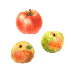 Botanical watercolor illustration sketch of autumn apples on white background