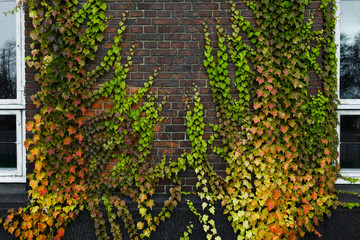 Colorful wild grape leaves in autumn