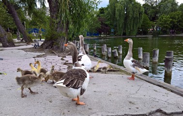 Fototapeta premium Baby goslings with mother goose in the park