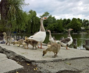 Baby goslings with mother goose in the park