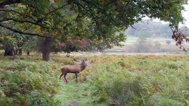 Red Deer Stag Bellowing During Rut in Richmond Park. Autumn Morning.