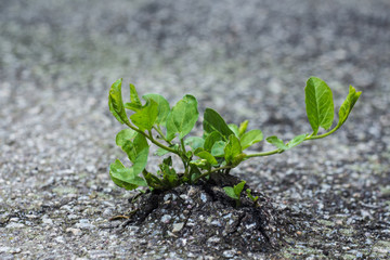 green plant breaks through the asphalt