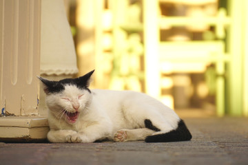 Siesta!