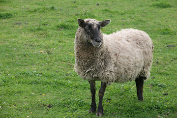 Fototapeta premium grazing sheep
