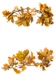 an autumnal oak branch isolated on a white